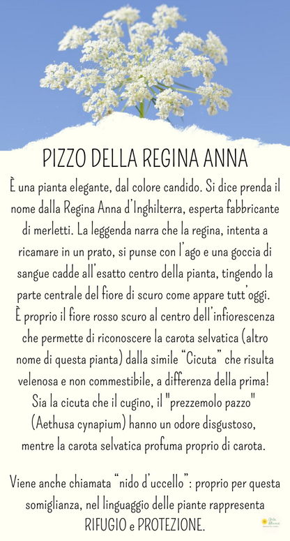 Collana a Cuore con Pizzo della Regina Anna