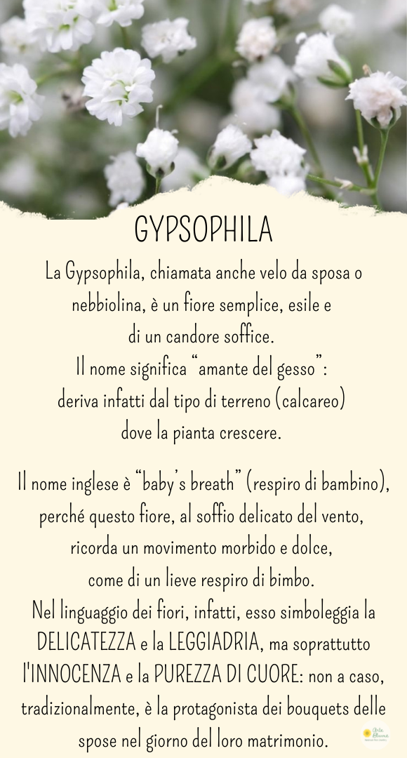 Charm Gypsophila