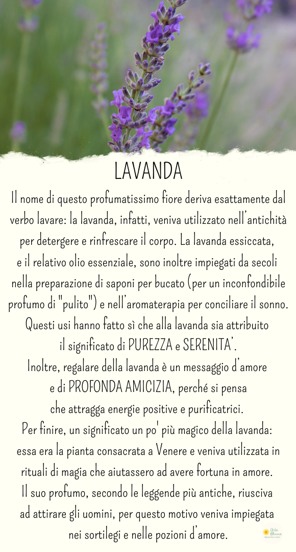 Charm Lavanda