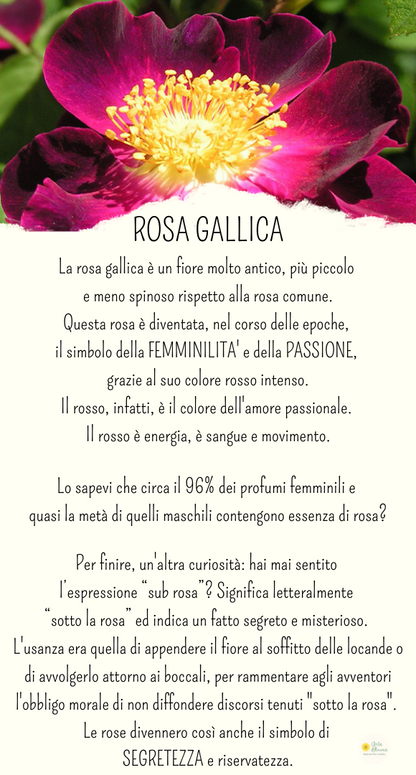 Charm Rosa Gallica