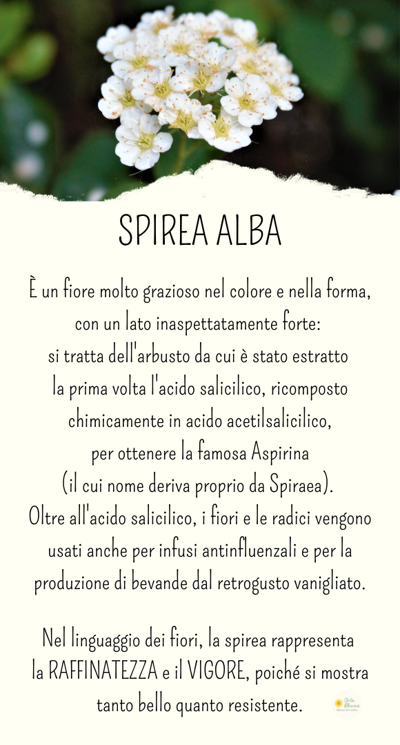 Orecchini a Sfera Spirea Alba