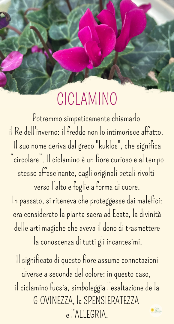 Charm Ciclamino